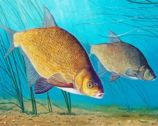 Bream Fish Paint By Number