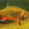 Brook Trout Underwater Paint By Number