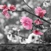 Close Up Pink Blossom In Black And White Paint By Number