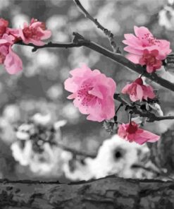 Close Up Pink Blossom In Black And White Paint By Number