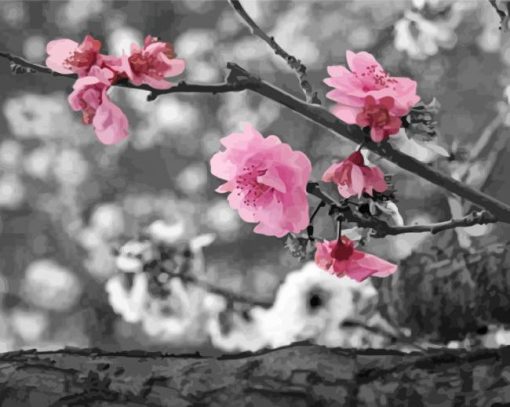 Close Up Pink Blossom In Black And White Paint By Number