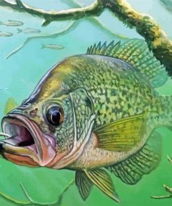 Crappie Fish Paint By Number