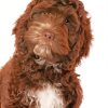 Cute Chocolate Cockapoo Paint By Number