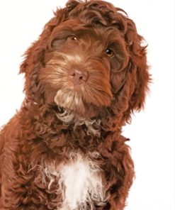 Cute Chocolate Cockapoo Paint By Number