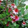 Feijoa Flowering Tree Paint By Number