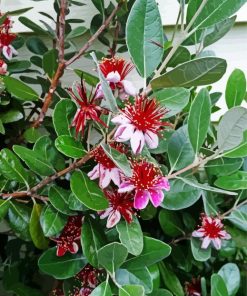 Feijoa Flowering Tree Paint By Number