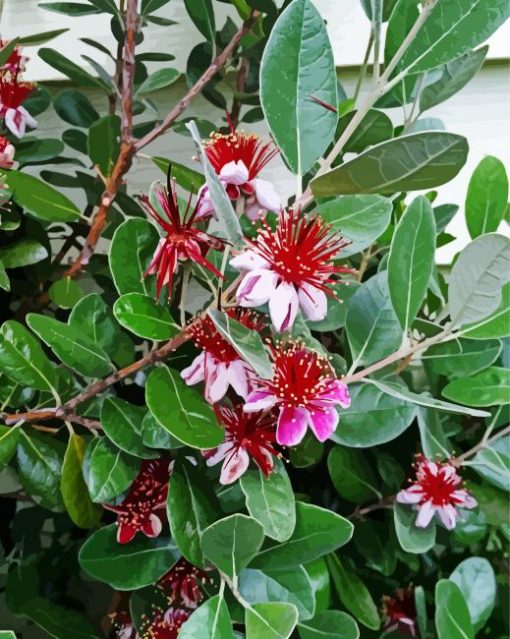 Feijoa Flowering Tree Paint By Number