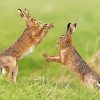 Fighting Hares Paint By Number