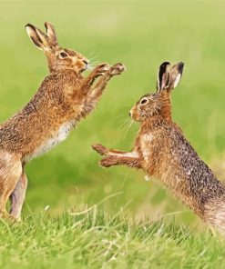 Fighting Hares Paint By Number