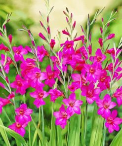 Fuchsia Gladioli Plants Paint By Number