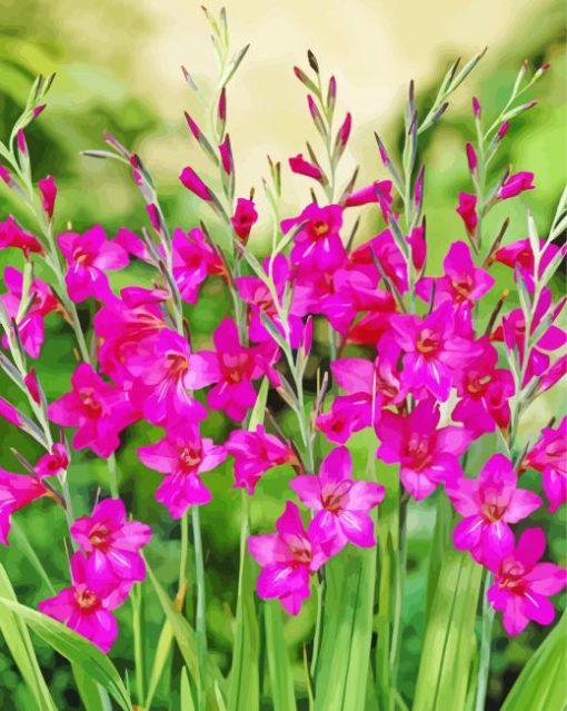 Fuchsia Gladioli Plants Paint By Number