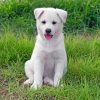 Jindo Dog Puppy On Grass Paint By Number