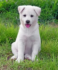 Jindo Dog Puppy On Grass Paint By Number