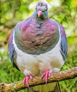 Kereru Bird Paint By Number