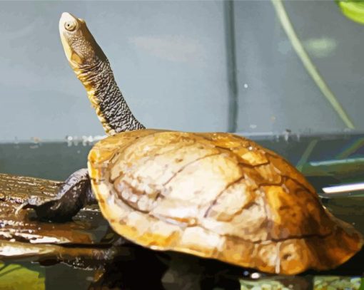 Long Neck Turtle Paint By Number