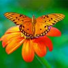 Orange Flower With Butterfly Paint By Number