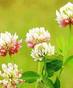 Pink And White Clovers Paint By Number