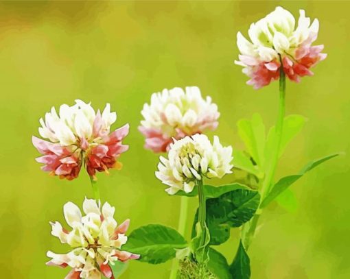 Pink And White Clovers Paint By Number