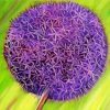 Purple Allium Paint By Number