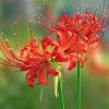 Red Spider Lilies Paint By Number