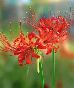 Red Spider Lilies Paint By Number