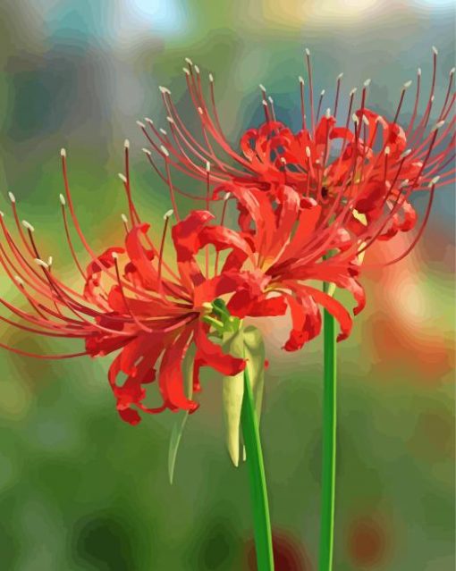 Red Spider Lilies Paint By Number