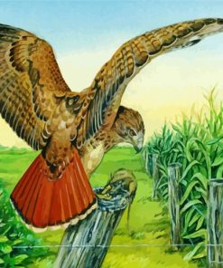 Red Tail Hawk Illustration Paint By Number