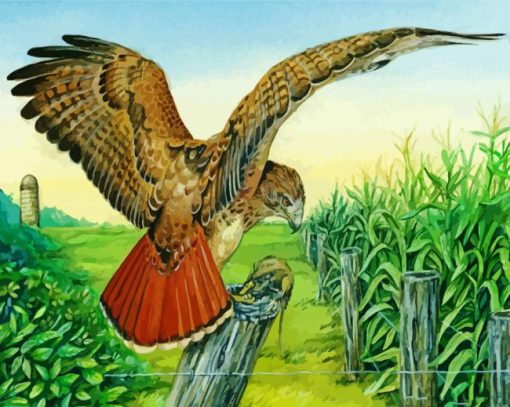 Red Tail Hawk Illustration Paint By Number