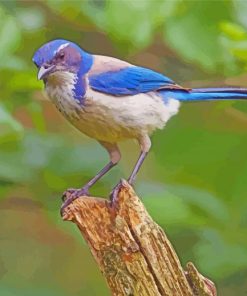 Scrub Jay On Tree Paint By Number