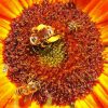 Sunflower And Bees Paint By Number