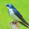 Swallow Bird Paint By Number