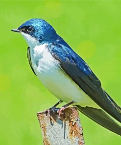 Swallow Bird Paint By Number