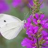 White Butterfly On Purple Flowers Paint By Number