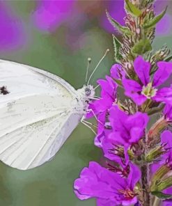 White Butterfly On Purple Flowers Paint By Number