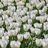 White Flowers Field Paint By Number