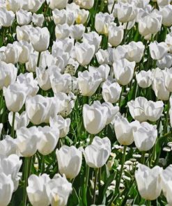 White Flowers Field Paint By Number