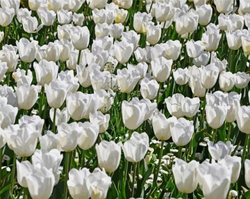 White Flowers Field Paint By Number