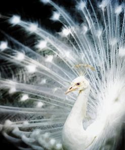 White Peacock Bird Paint By Number