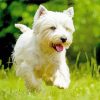 White Scottish Highland Terrier Paint By Number