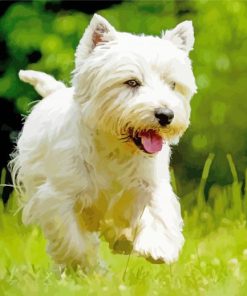 White Scottish Highland Terrier Paint By Number