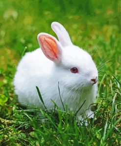 White Small Rabbit Paint By Number