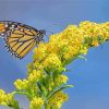 Yellow Monarch Paint By Number