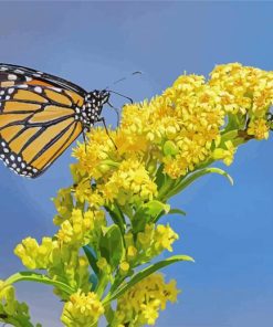 Yellow Monarch Paint By Number