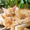 Adorable Kittens Sleeping Paint By Number