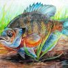 Aesthetic Blue Gill Fish Paint By Number