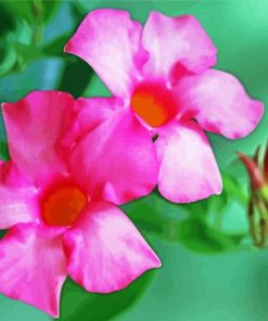 Aesthetic Mandevilla Paint By Number