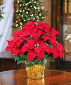 Aesthetic Poinsettia Paint By Number