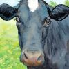 Aesthetic Black Cow Paint By Number