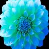 Beautiful Blue And Green Flower Paint By Number