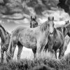 Black And White Horses In The Wild Paint By Number